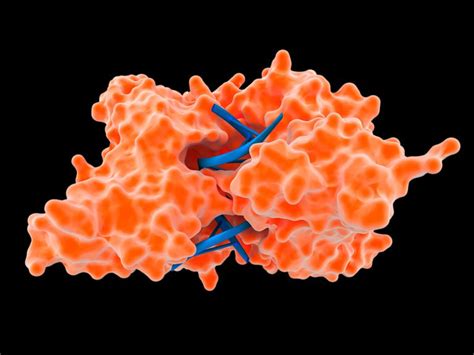 Enzyme Biochemistry - What They Are and How They Work