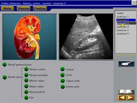 Normal Kidney Size Ultrasound