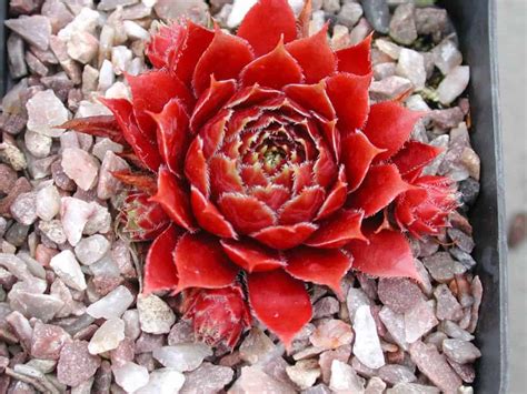 9 Ravishing Red Succulents - Sublime Succulents