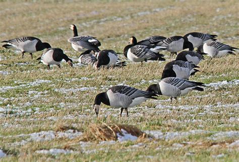 Group of Barnacle Geese - 26 1 13 | A flock of 1-2 K Barnacl… | Flickr