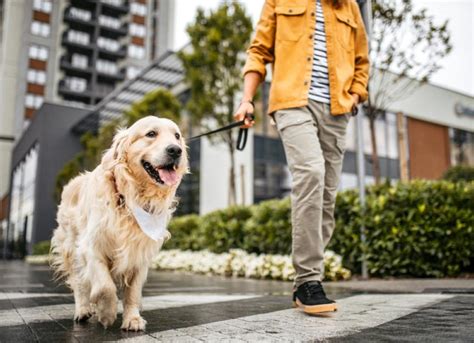 How Often Should You Walk Your Dog? | PetMD