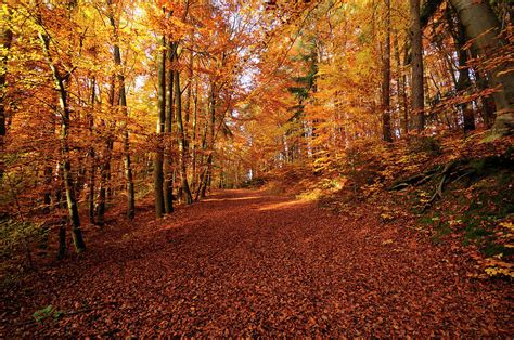 Beech Forest In Autumn by David & Micha Sheldon