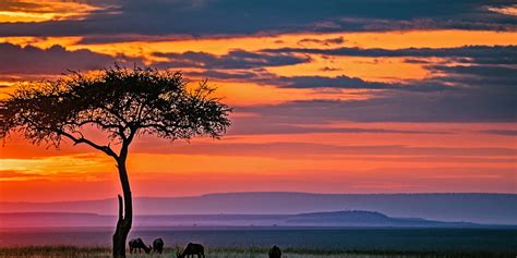 Warum ist die Masai Mara wichtig? Gründe für einen Besuch der Masai Mara in Kenia HD ...