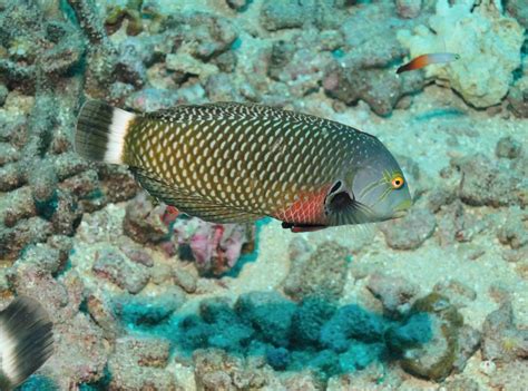 Stunning Photos of Different Types of Wrasse Fish Turning Stone ...