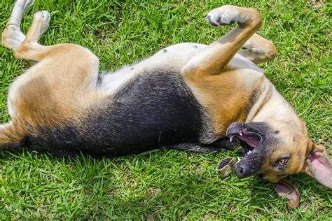 Seizures in Dogs: Causes, Symptoms, & How to Treat