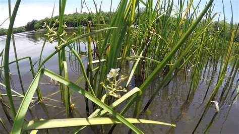 3 Plants That Help To Keep Pond Water Clear