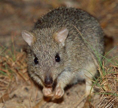 A Northern Bettong (a small kangaroo) Endangered Australian species | Australian native animals ...