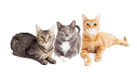 10 Multiple Cat Household Tips for Health and Wellness