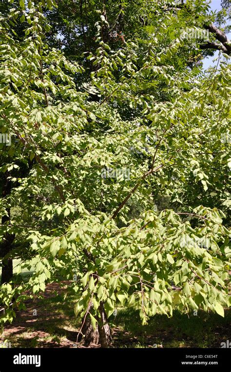 Mexican Plum Prunus Mexicana Stock Photo - Alamy