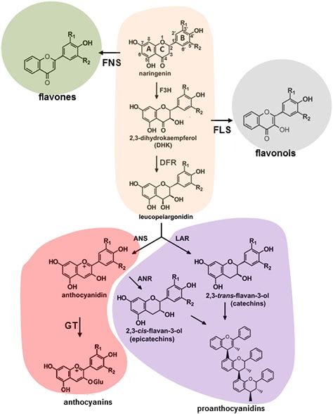 Frontiers | Flavonoids: a metabolic network mediating plants adaptation ...