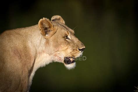 Side view portrait of lioness — bio, endangered - Stock Photo | #142183902