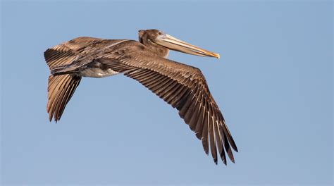 Brown Pelican | San Diego Bird Spot