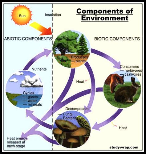 Components of Environment and Ecosystem | Study Wrap