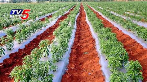 Mulching Sheet Technique in Chilli Cultivation | Annapurna | Telugu ...