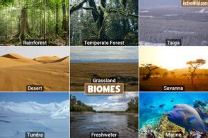 Biomes – What Is A Biome, Different Types Of Biomes