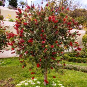 10 Different Types of Bottlebrush Trees And Shrubs - AMERICAN GARDENER