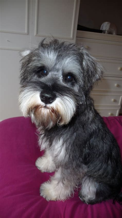 hello :) | Schnauzer grooming, Schnauzer, Miniature schnauzer