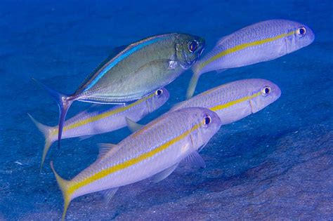 Yellow Goatfish (REEF: Common Caribbean reef fishes) · iNaturalist