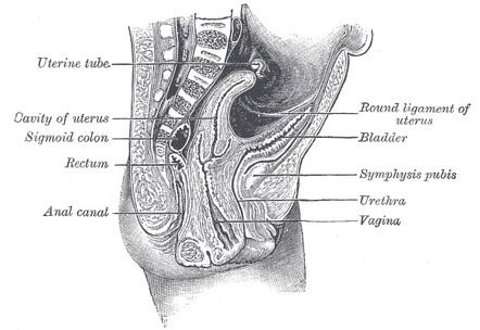 compuesto Carnicero Uva anatomy of uterus and cervix Hacia arriba barbería Telemacos