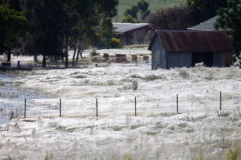 Millions of Spiders Rain Down on Australia—Why?