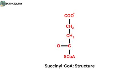 Succinyl CoA: Definition and description - Science Query