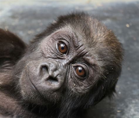 #GorillaStory: Moke on the Mend | Smithsonian's National Zoo and Conservation Biology Institute