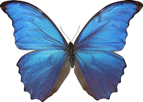 Butterfly PNG Image | Blue morpho butterfly, Blue morpho, Morpho butterfly