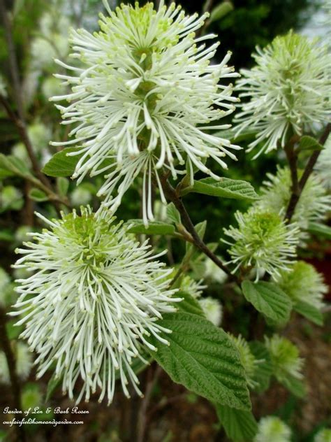 Fothergilla in a May Garden ~ Our Fairfield Home and Garden http ...