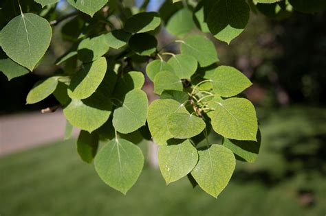 Your Guide to Utah Aspen Tree Problems | Stewart's Lawn