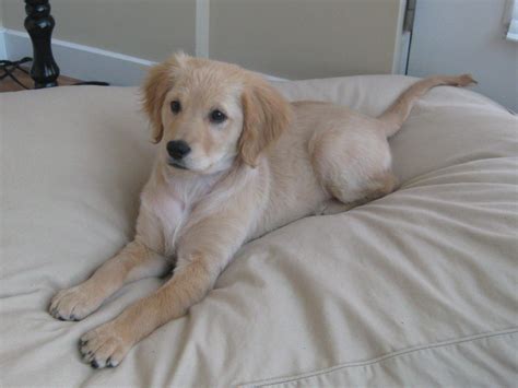 Miniature golden retrievers. Big dog personality, but small enough to ...