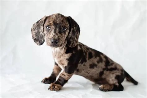 Dapple Dachshund Facts: What Causes the Unique Coat Pattern?