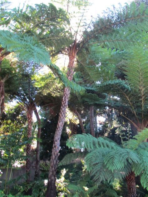 Cyathea cooperi (Lacey Tree Fern) Planting & Care Guide