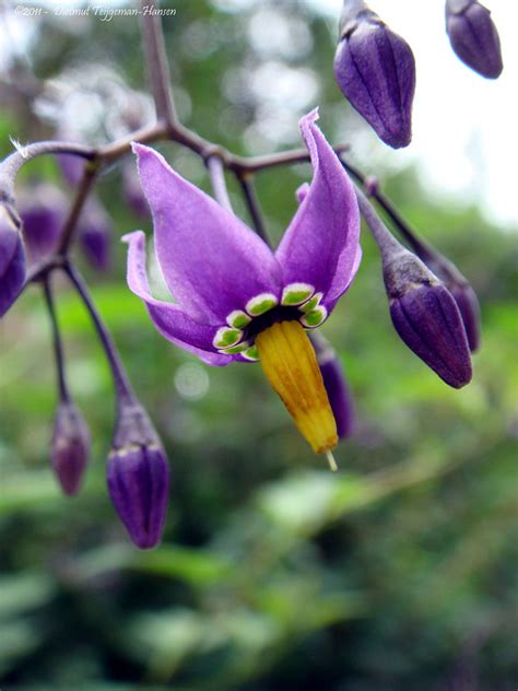 Docaitta Lifestyle: Plant Identification: "Deadly" Nightshade