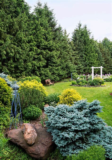 25 Best Evergreen Trees for Privacy and Year-Round Greenery