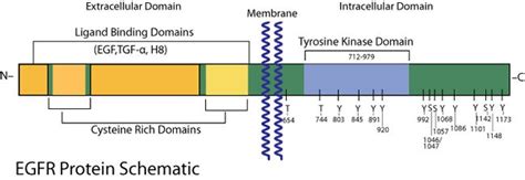 EGFR Antibody (AHR5072)