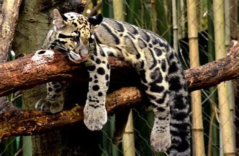 Clouded Leopard - Description, Habitat, Image, Diet, and Interesting Facts