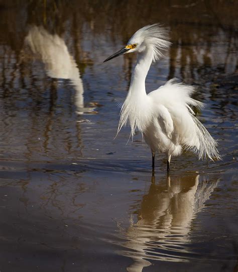 Snowy Egret in breeding plumage | Eric Blackmore Photography