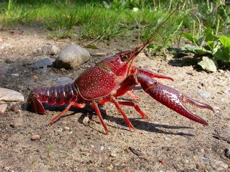 Red Swamp Crayfish from Azeglio TO on September 01, 2007 by Roberto ...