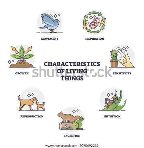 16 Classification of living things 이미지, 스톡 사진 및 벡터 | Shutterstock