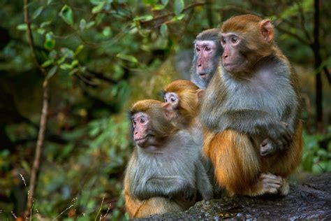 A rhesus monkey family in Zhangjiajie National Forest Park. # Istvan Kadar Photography / Getty ...