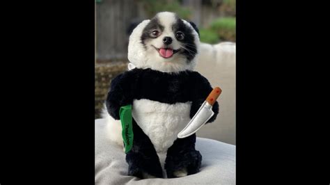 This 'terrifying' pet doggo is seen wearing a panda costume with a twist. Watch | Trending ...