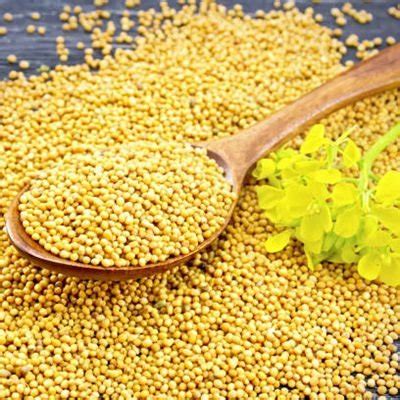 Yellow Mustard - 100 Seeds(Sinapis alba) - Seeds and Plants