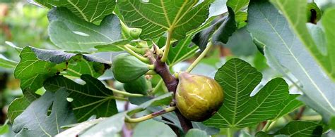 Mastering the Art of Training Fig Trees for Optimal Growth and Fruit Production