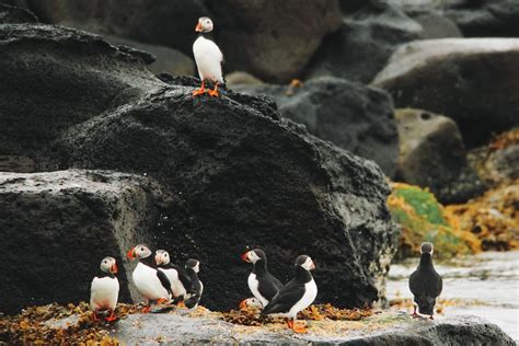 Best Puffin Tour in Iceland | Departs from Reykjavik