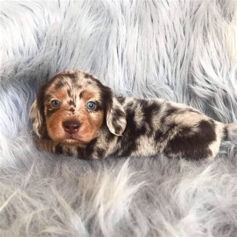 Stewie the dapple dachshund 😍 #DachshundPuppies | Cute animals, Dachshund breed, Baby dogs