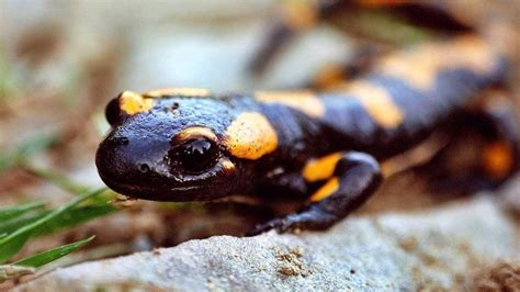 Key To Human Regeneration Could Be Found In Recently Assembled Salamander Genome - SlashGear