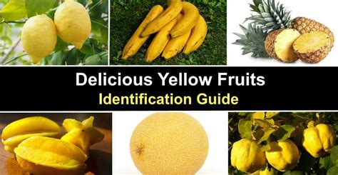 21 Types of Yellow Fruits with Their Name and Picture (Identification)