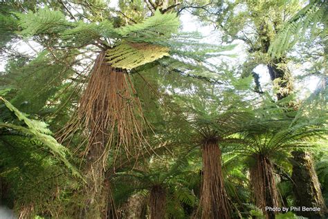 The Ultimate New Zealand Tree Fern Guide - New Zealand Nature Guy