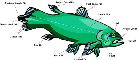 Coelacanth Fish Anatomy - Internal Anatomy Diagram