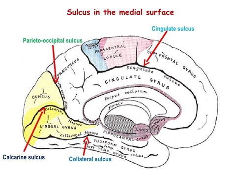 Cerebrum